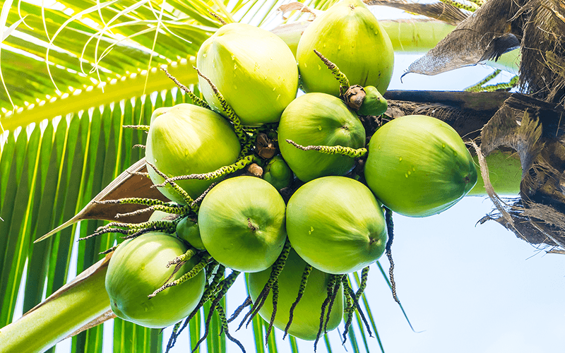 Coconut (नारियल) - wholesale fruit Surat