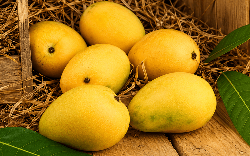 Mango (आम) - wholesale fruit Surat