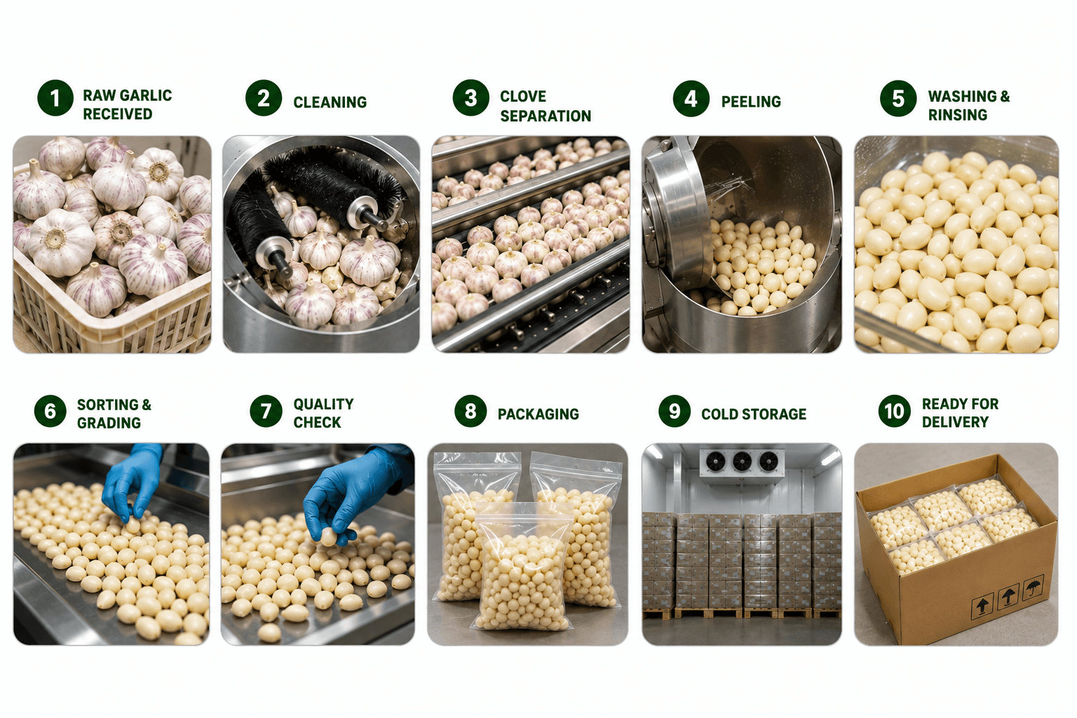 Peeled garlic processing and packing for wholesale supply from Surat, Gujarat