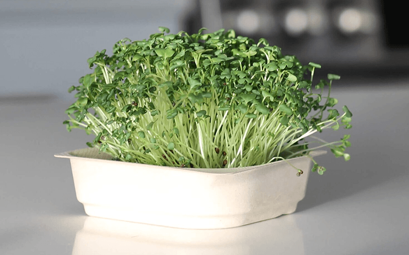 Microgreens (माइक्रोग्रीन्स)