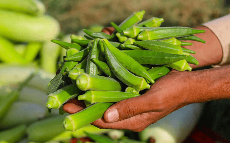 Okra (भिंडी)