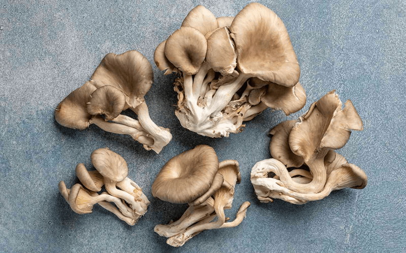 Oyster Mushroom (ऑयस्टर मशरूम)