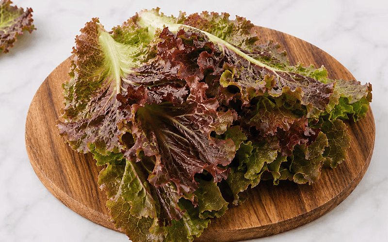Red Lettuce (लाल लेट्यूस)